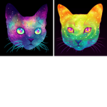 The Kitty Kat Squad