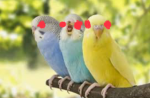 Weird bird dudes RULE