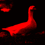Silly Funny Geese
