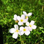 WildxFlowers
