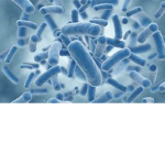 bacteria fan page