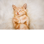 #Baby Kitten Squad