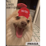 dog cat 19