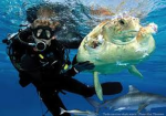 Protect the Sea Turtles