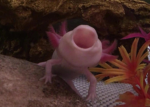 Lotl + Bork Cool Group