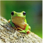 frog clothing’s