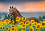 ~Equine club~