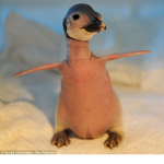 SussyPenguins