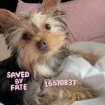 savedbyfate