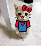 My Little Humanz