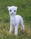 Cute Fluffy Llama's