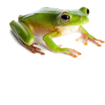 Treefrogs