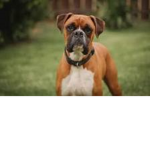 I love boxer dogs