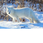 Da Arctic Foxes