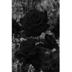 Dark shirts