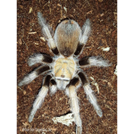Spider planet