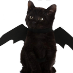 <Dragon kitty>
