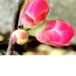 Nousnous fleurette