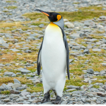 P3NGUIN TEAM