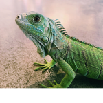 mythical lizards