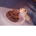 Lizardz.Mumriks!