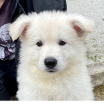 Spring Puppy