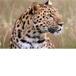Leopard Fashion and Clothing