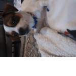 The chubby puppies