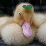 Duckling Clan