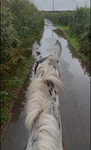 Auroraandherhorses