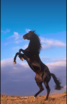 Farms Riding Academy