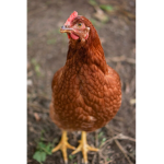 Chicken are cool clan