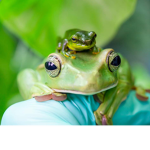 MistyandtheFrogs