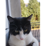 Szyszki, Kuby :D