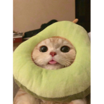 •**Aɴɢᴇʟ**•