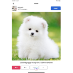 The Fluffy Puppy Squad