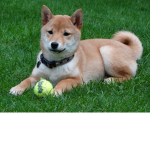 Doge Kingdom!!!!!