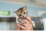Kitty's cat enthusiasts