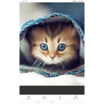 Kindly Kitties