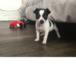 Jorden the doG