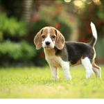 Cute dogs and nice