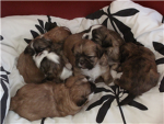 save the pups!!!!!!!!!!!!!!!!!!!!!!!