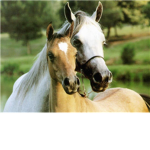 horseboy27's Group
