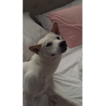 Keiko the dog