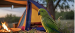 Birdie girl campfire