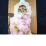 Cotton candy cats.