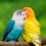 Bird Hideout