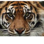 bobby is a tiger