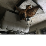 Chill pups