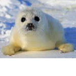 The Grubs&Seals